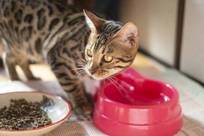 猫が水を飲まない！上手く水を飲ませる方法とは？｜ニフティニュース