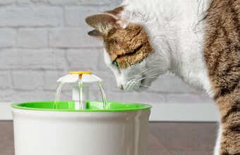 猫が水を飲まない！上手く水を飲ませる方法とは？