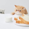 【フォローするだけで猫助け】高級食パン「ねこねこ食パン」が保護猫支援活動を開始
