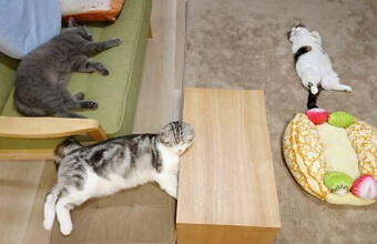 見てると眠くなる！？そんなおねむ猫3ニャンズのツイッターが癒しの