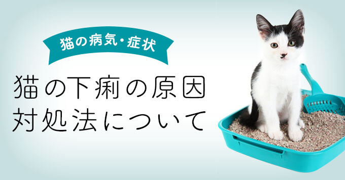 猫の下痢の原因とは？病院に連れていくべきか見極める8つのポイント