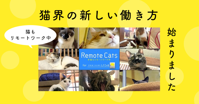 猫界の新しい働き方「Remote Cats #猫もリモートワーク中」始まりました！