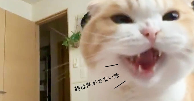 朝は声でない派ニャ お目覚め猫のサイレントなニャーがほっこり可愛いすぎ 猫ねこ部