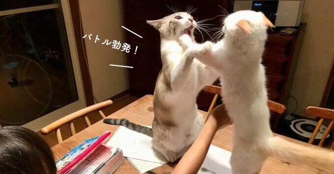 猫さんとの暮らしショット～ほんわか＆現実がつまった傑作4連発が話題～