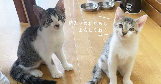 猫がいるお寺「那須の長楽寺」子猫2匹可愛く増員～