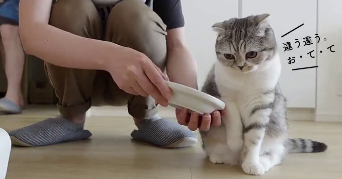 【甘えんぼ猫】どうしても手で食べさせて欲しい可愛い猫さんが大人気～