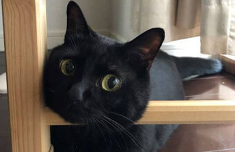 失敗される猫 maxresdefault.jpg