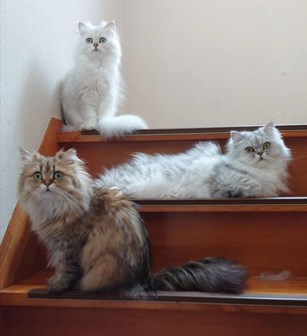 3猫さん