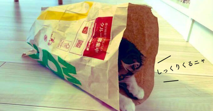 【紙袋収まり猫】小柄猫さん、ジャストフィットな紙袋を見つける～