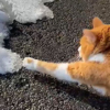 【猫さん動画】可愛すぎてバズり中～雪にビビり散らす猫さん！