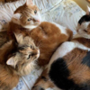 【保護猫トリオ】犬派だったのに～個性ある3猫さんのおかげでメロメロ生活邁進中