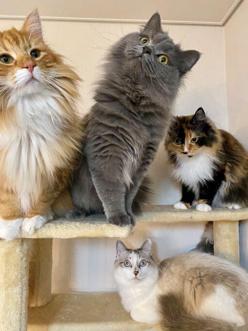 4猫さん