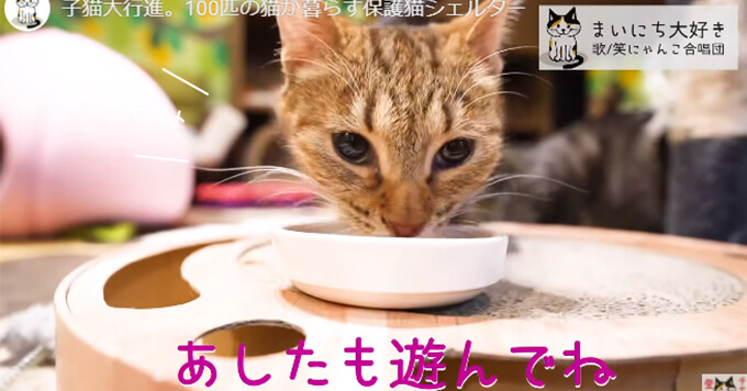 保護猫シェルター作曲「まいにち大好き」猫から飼い主へ猫目線メッセージソング！