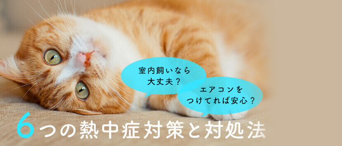 猫ねこ部 猫と暮らす幸せな日々