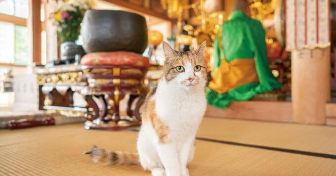 猫に会える長楽寺さんが写真展に！猫さんグッズもいっぱい～そごう大宮店