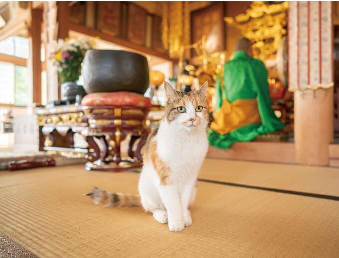 猫の長楽寺