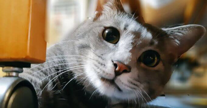 猫だけどねずみちゃん～小学校で暮らしてた甘えんぼの保護猫さん