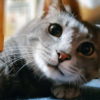 猫だけどねずみちゃん～小学校で暮らしてた甘えんぼの保護猫さん