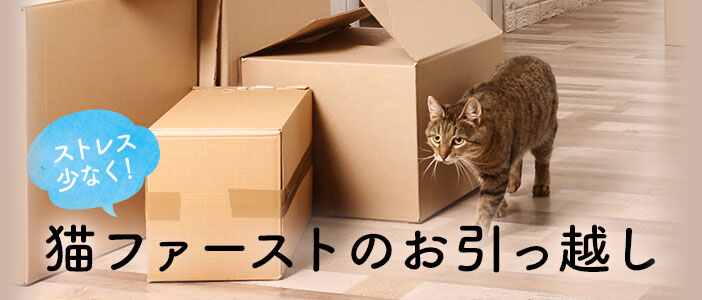 猫のストレスを軽減！猫ファーストのお引っ越し