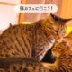 保護猫カフェたまゆら～御蔵島の動物たちを守るために
